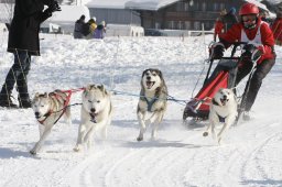 Lenk 2012 SM